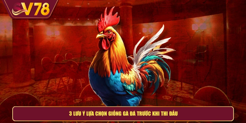 3 lưu ý lựa chọn giống gà đá trước khi thi đấu