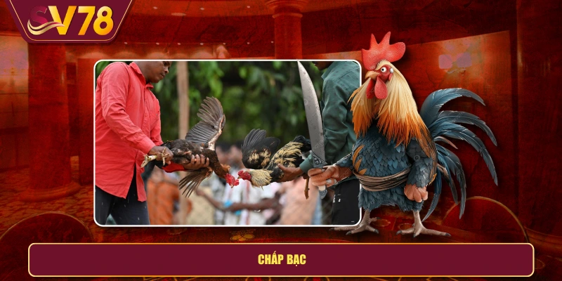 Chấp bạc