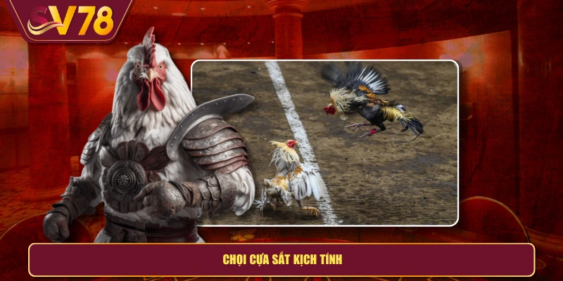 Chọi cựa sắt kịch tính