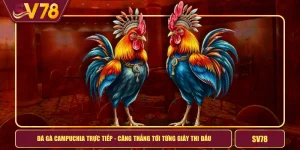 Đá Gà Campuchia Trực Tiếp - Căng Thẳng Tới Từng Giây Thi Đấu