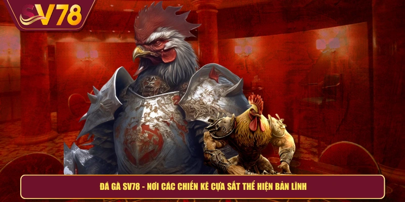 Đá gà SV78 - Nơi các chiến kê cựa sắt thể hiện bản lĩnh