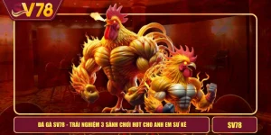 Đá Gà SV78 - Trải Nghiệm 3 Sảnh Chơi HOT Cho Anh Em Sư Kê
