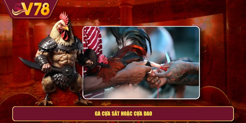 Gà cựa sắt hoặc cựa dao