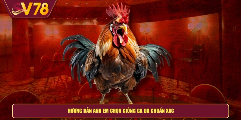 Hướng dẫn anh em chọn giống gà đá chuẩn xác