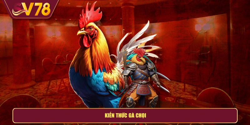 Kiến thức gà chọi