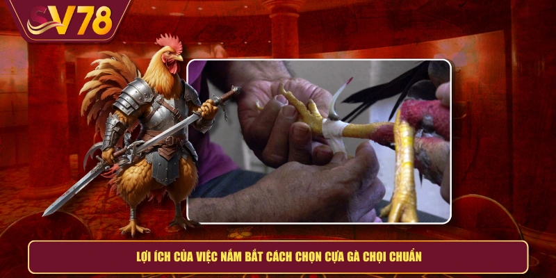 Lợi ích của việc nắm bắt cách chọn cựa gà chọi chuẩn