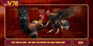 Luật Chơi Gà Chọi - Cập Nhật Các Nguyên Tắc Quan Trọng Nhất 