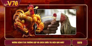Những Bệnh Ở Gà Thường Gặp Và Cách Chữa Trị Hiệu Quả Nhất