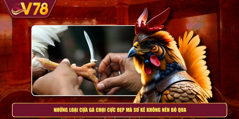 Những loại cựa gà chọi cực đẹp mà sư kê không nên bỏ qua