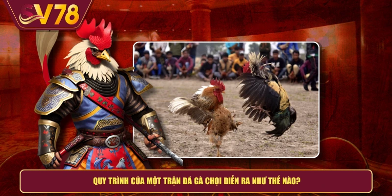Quy trình của một trận đá gà chọi diễn ra như thế nào?