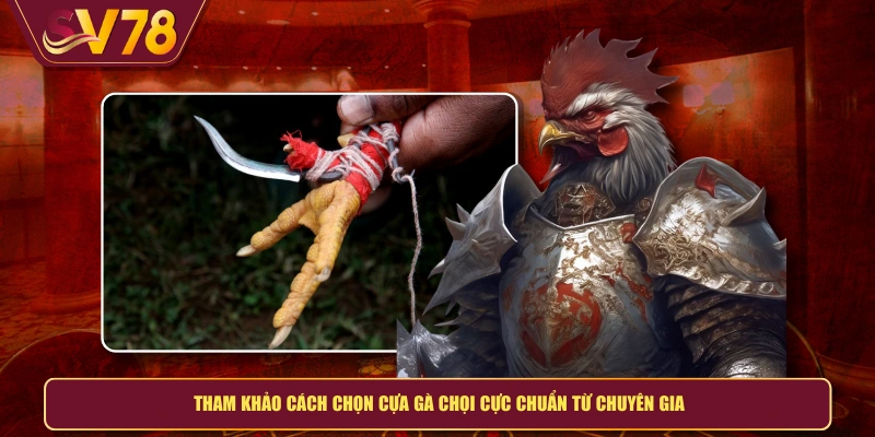 Tham khảo cách chọn cựa gà chọi cực chuẩn từ chuyên gia