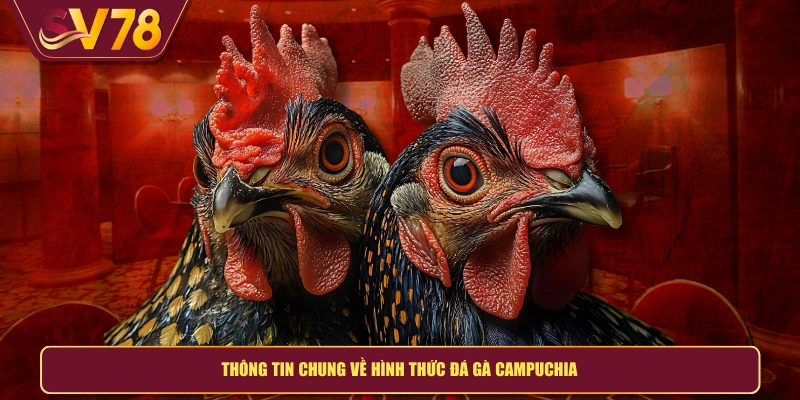Thông tin chung về hình thức đá gà Campuchia
