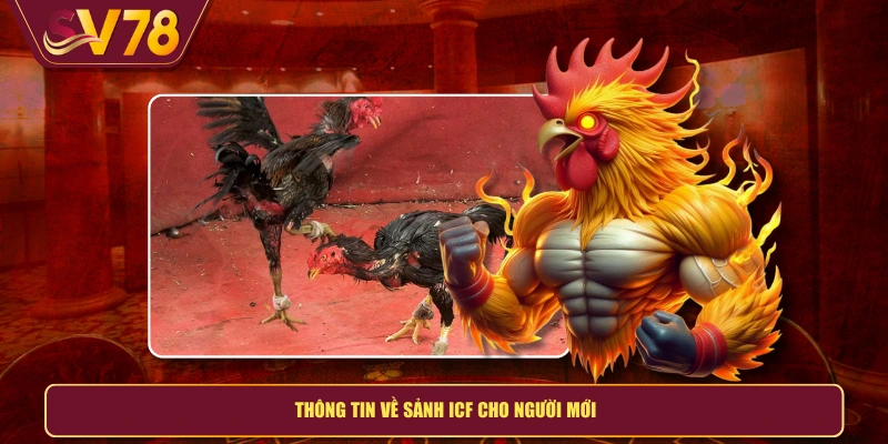 Thông tin về sảnh ICF cho người mới