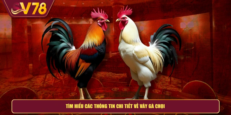 Tìm hiểu các thông tin chi tiết về vảy gà chọi