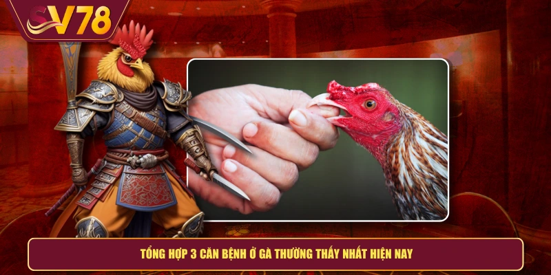 Tổng hợp 3 căn bệnh ở gà thường thấy nhất hiện nay
