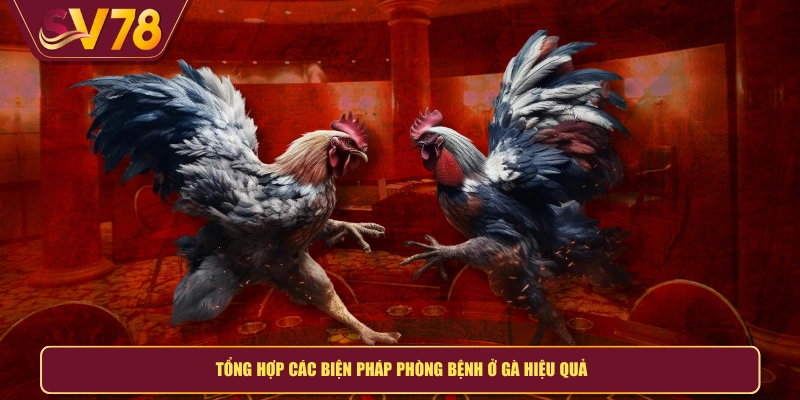 Tổng hợp các biện pháp phòng bệnh ở gà hiệu quả