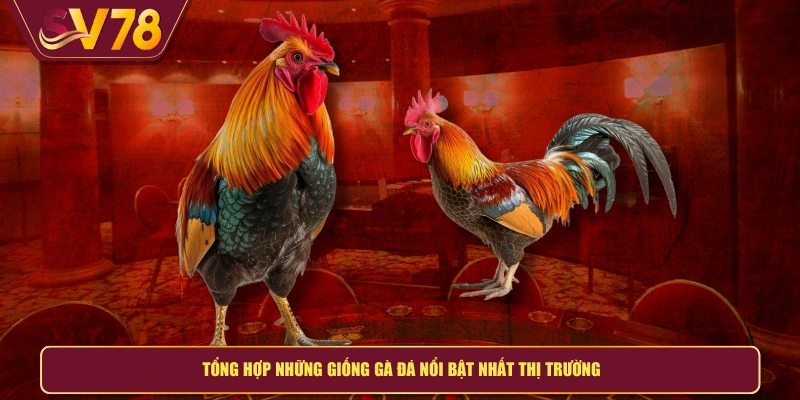 Tổng hợp những giống gà đá nổi bật nhất thị trường