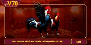 Top 4 Giống Gà Đá Cực Hay Gây Bão Trên Thị Trường Cá Cược 